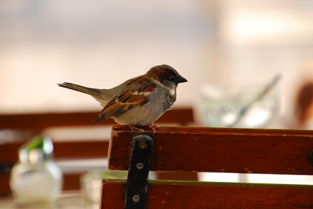 Cinque bufale su Darwin